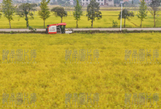 晚稻 油茶