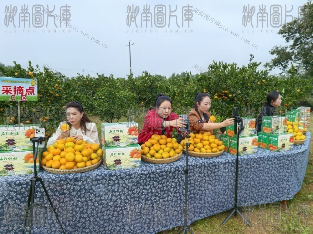 柑橘  产业  富民