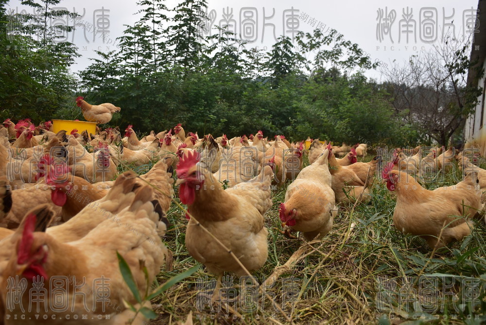 林下养殖 兴业助农
