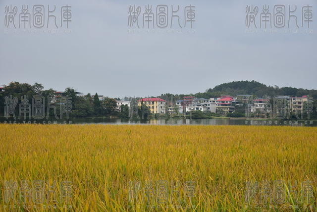 稻浪飘香 丰收如画