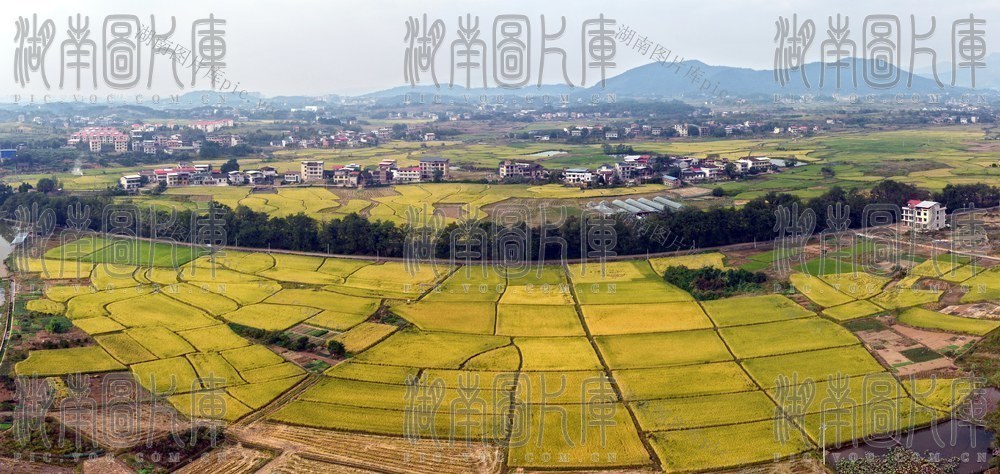 稻浪绘“丰”景 