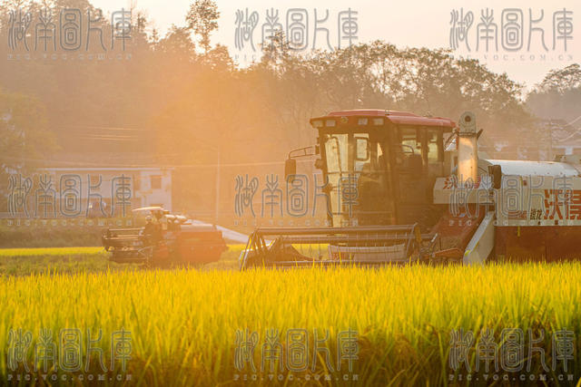 粮食生产  晚稻  双季稻  金秋  丰收  农机