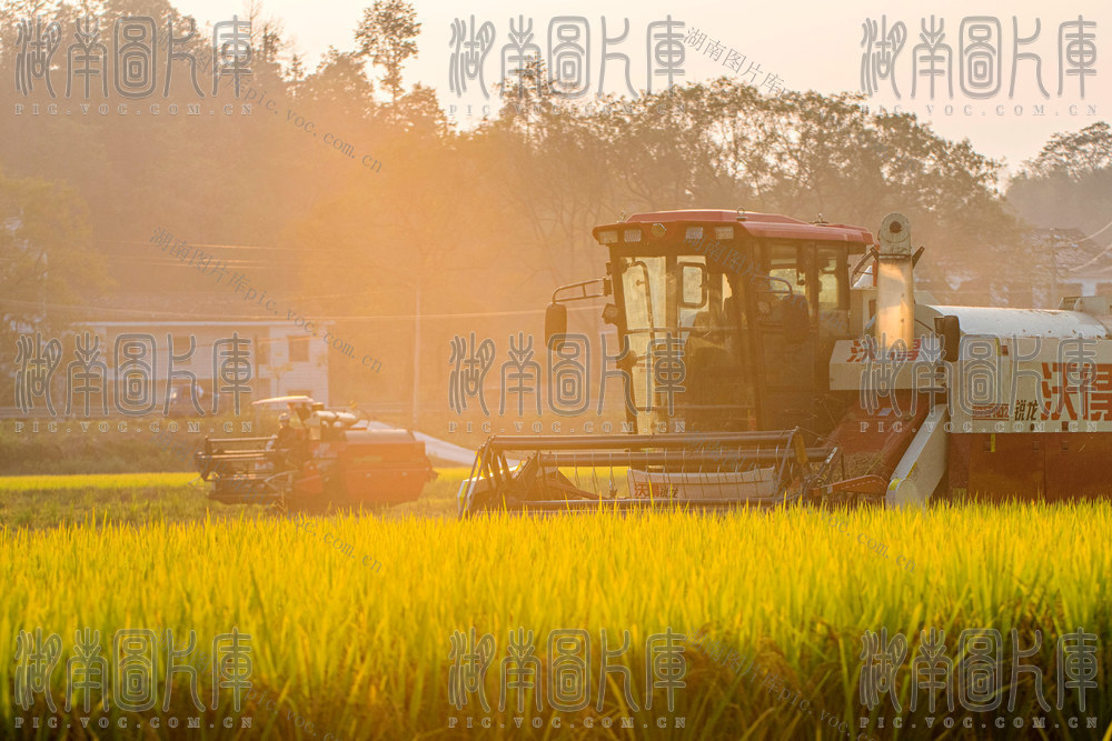 粮食生产  晚稻  双季稻  金秋  丰收  农机