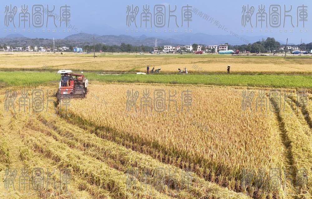 抢收晚稻 颗粒归仓
