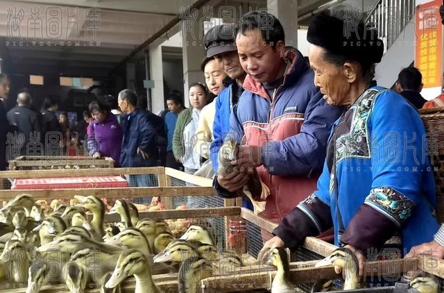 庭院 禽苗 农民  经济  增收