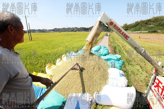金秋时节 稻谷 丰收 农事