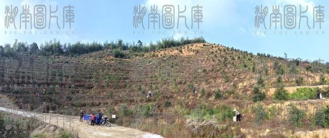 油茶林 村集体经济 丰收